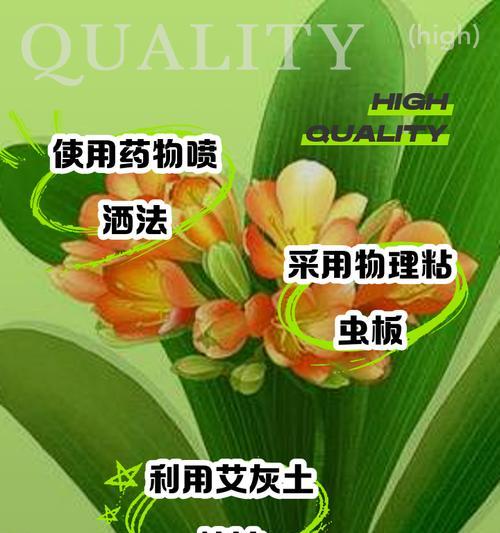 君子兰烂茎的处理方法及适用药物是什么？