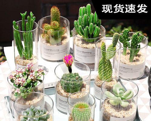 如何辨别假仙人掌盆栽？买到后应该怎么办？