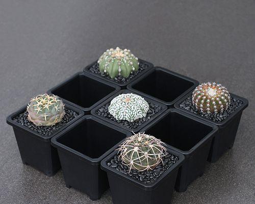 适合种植仙人球的花盆类型有哪些？