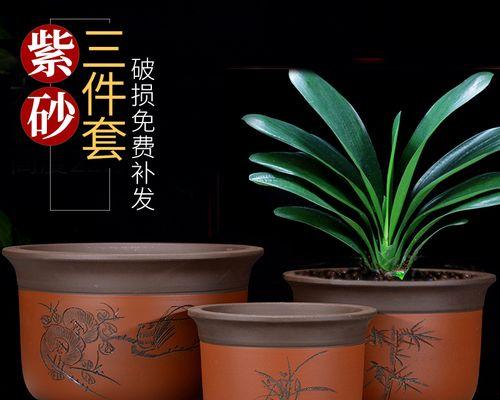 适合种植仙人球的花盆类型有哪些？