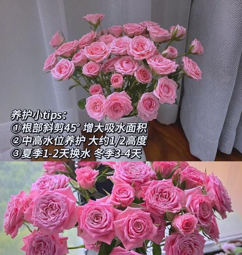 剪断玫瑰花时怎样做才能防止枯萎？有哪些技巧？