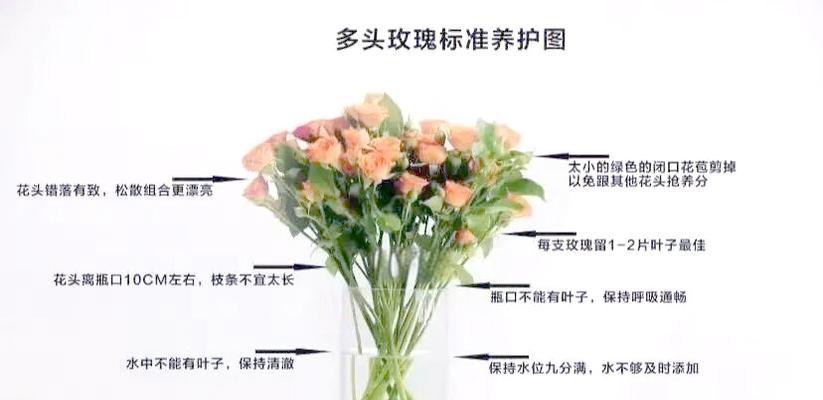 剪断玫瑰花时怎样做才能防止枯萎？有哪些技巧？