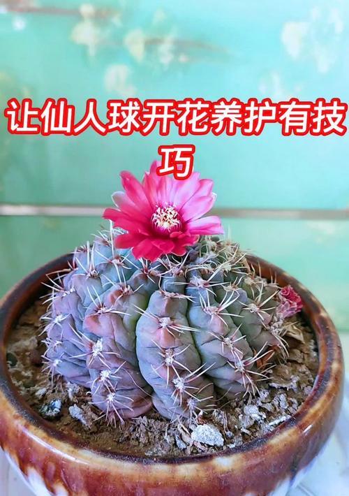 金刚仙人球何时开花及养护方法？