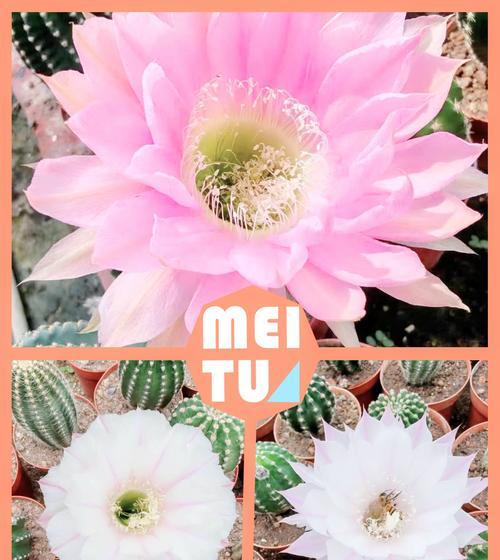 金刚仙人球何时开花及养护方法？