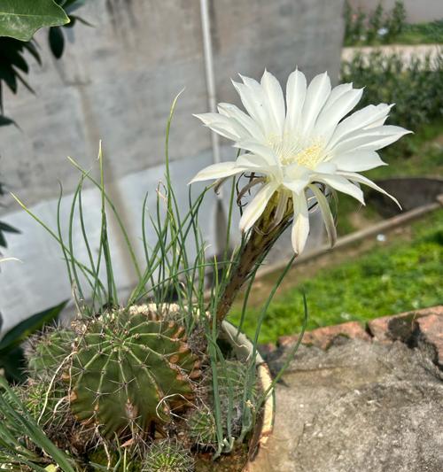 仙人球泡水的方法和开花条件是什么？