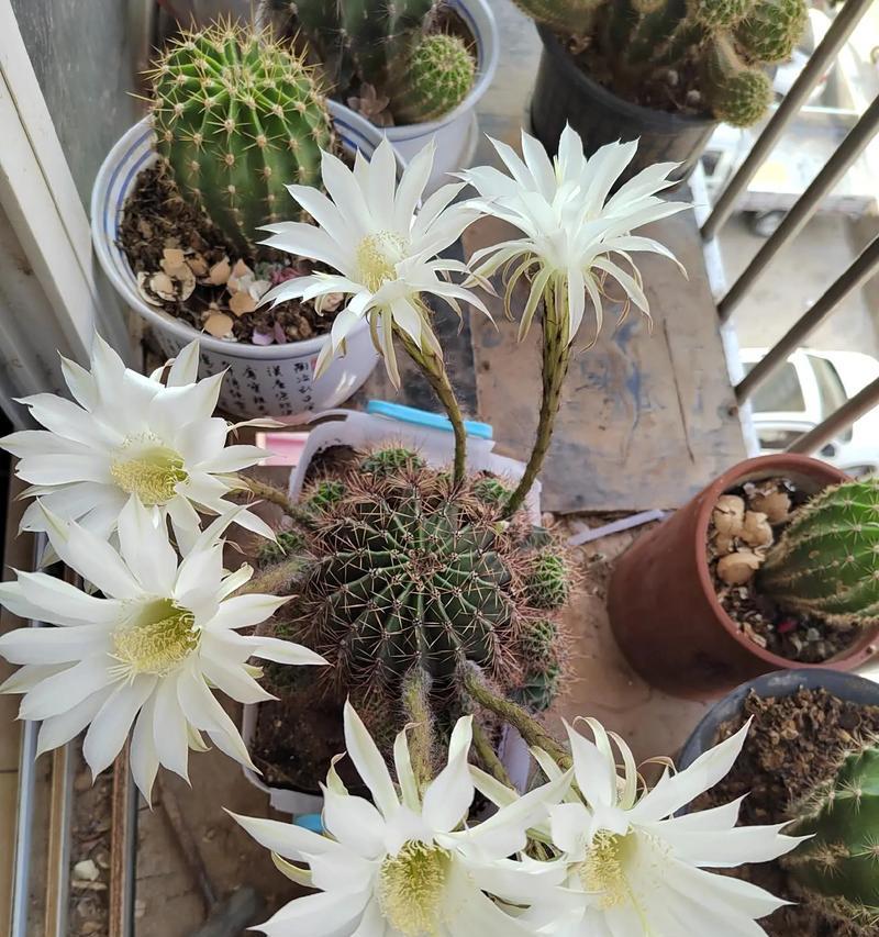 仙人球泡水的方法和开花条件是什么？