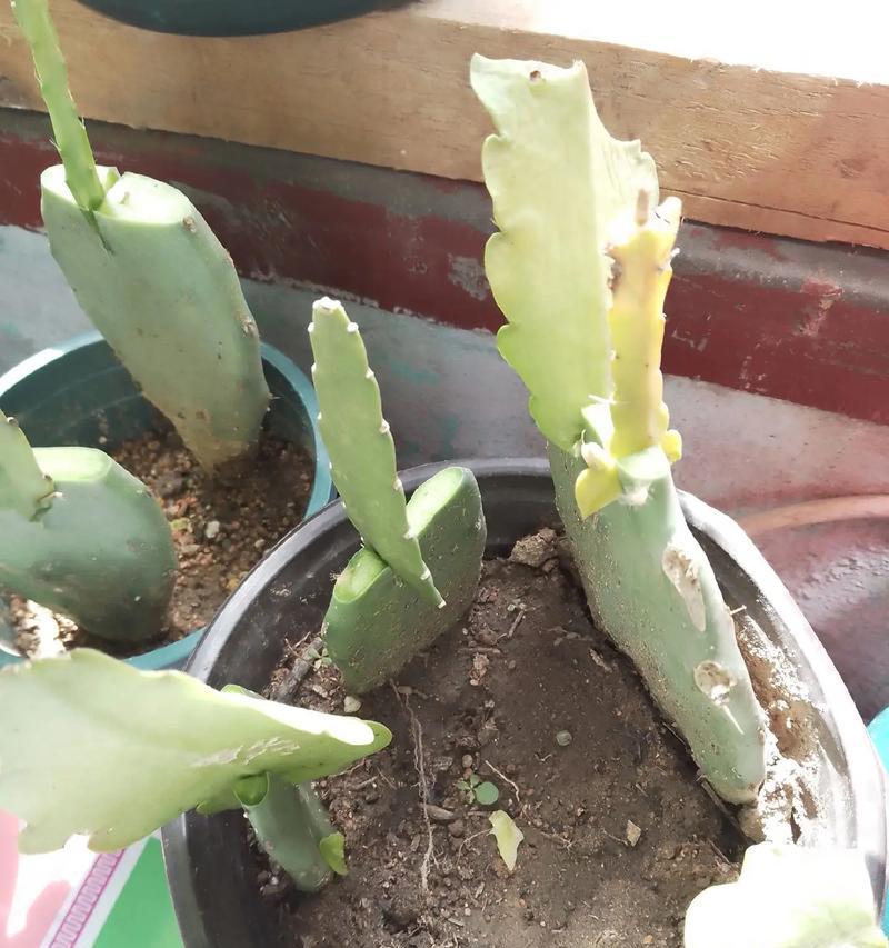 仙人掌的日常养护和管理技巧是什么？