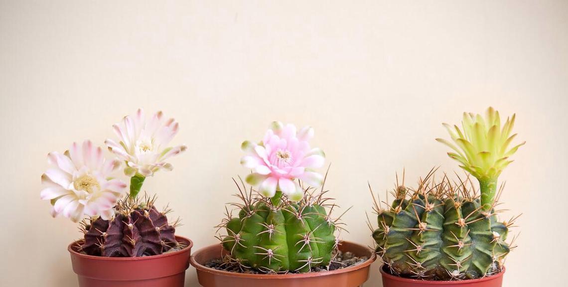 盆栽仙人掌种植步骤是什么？
