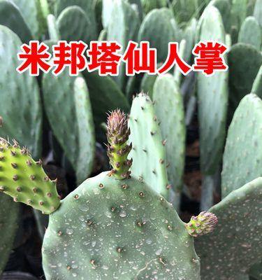盆栽仙人掌种植步骤是什么？