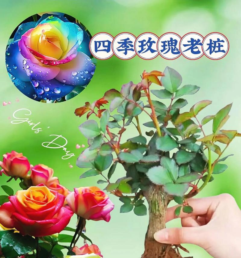海亮开花玫瑰花的养护技巧是什么？