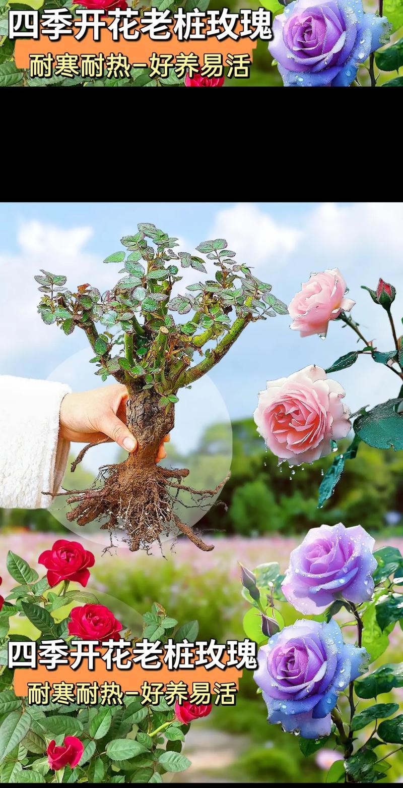 海亮开花玫瑰花的养护技巧是什么？