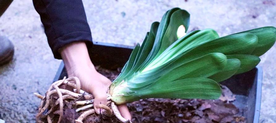 河沙君子兰根浇水施肥的正确方式？
