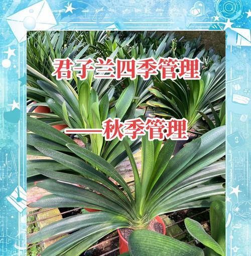 室内君子兰换盆后浇水的最佳时机？