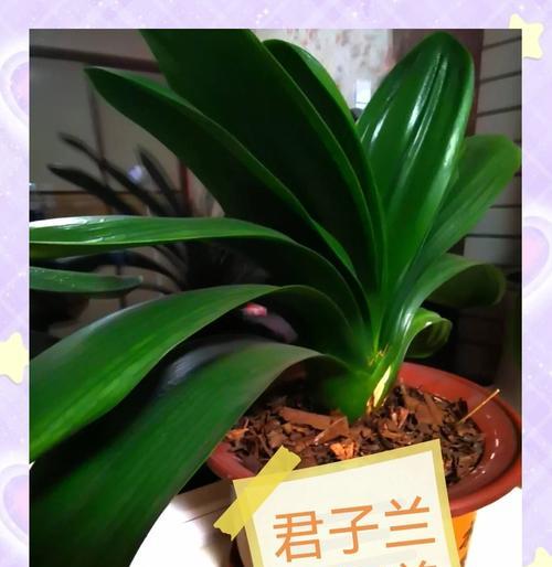 室内君子兰换盆后浇水的最佳时机？