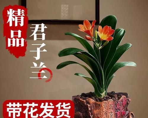 水培君子兰能长得大吗怎么养？如何养护水培君子兰使其长得更大？