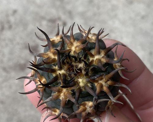 无根仙人掌如何种植？有哪些步骤？