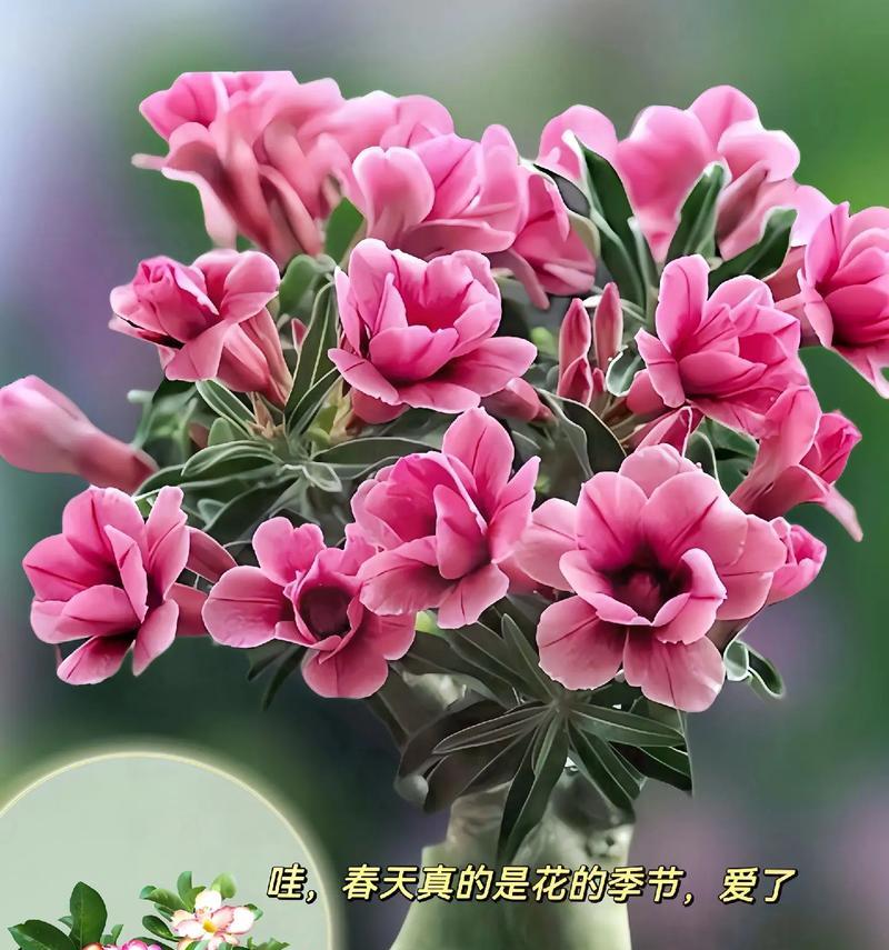 玫瑰花冻死后为何还能开花？这是什么现象？