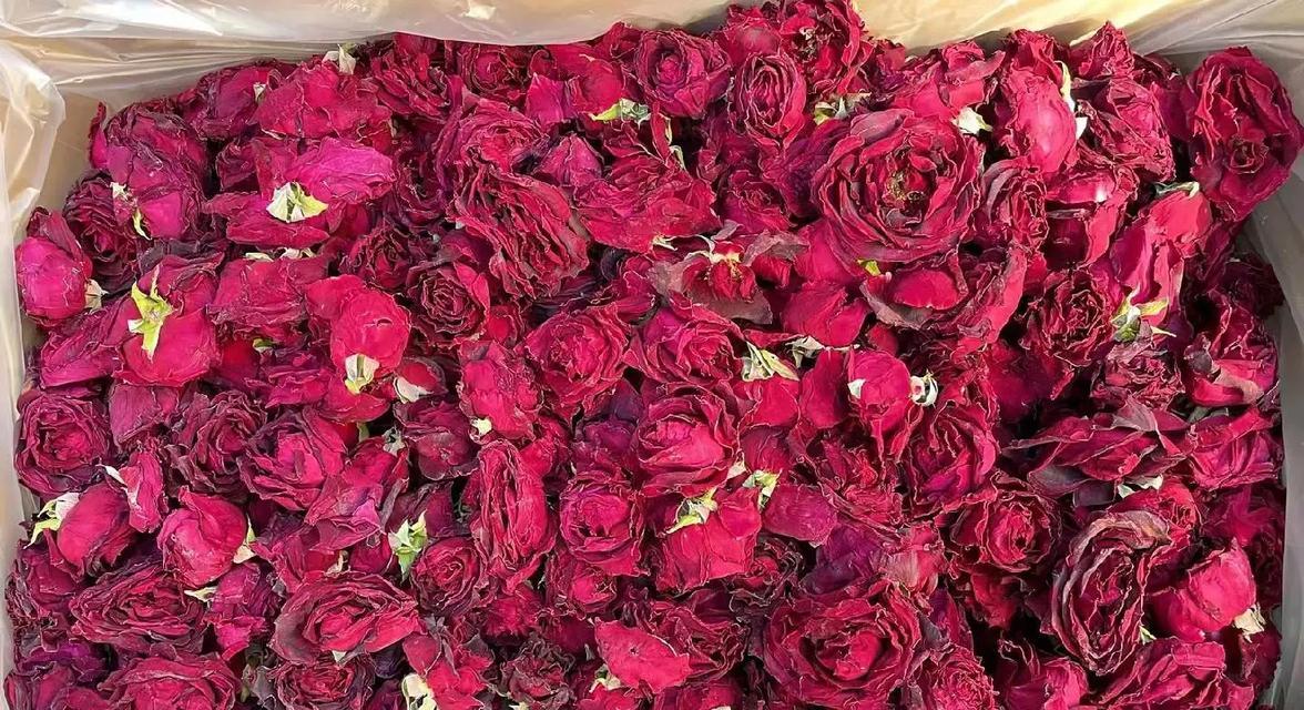 玫瑰花冻死后为何还能开花？这是什么现象？