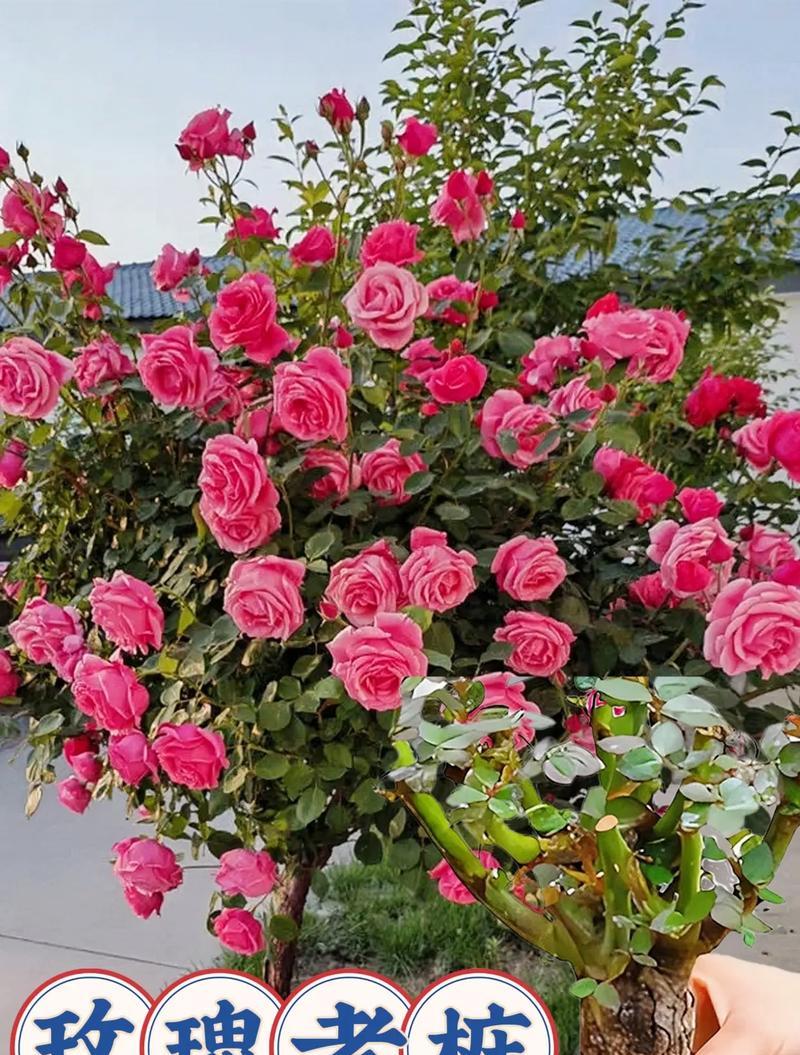 玫瑰花豆豆属于哪种玫瑰品种？特点是什么？