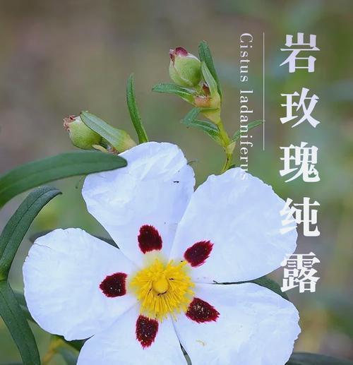 玫瑰花豆豆属于哪种玫瑰品种？特点是什么？