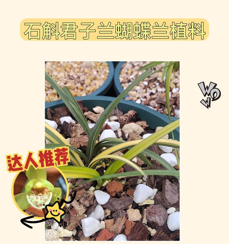 君子兰使用多肉土养护可行吗？