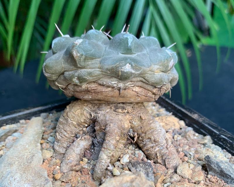 收获后的仙人球如何正确移植盆栽？