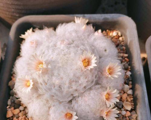 收获后的仙人球如何正确移植盆栽？