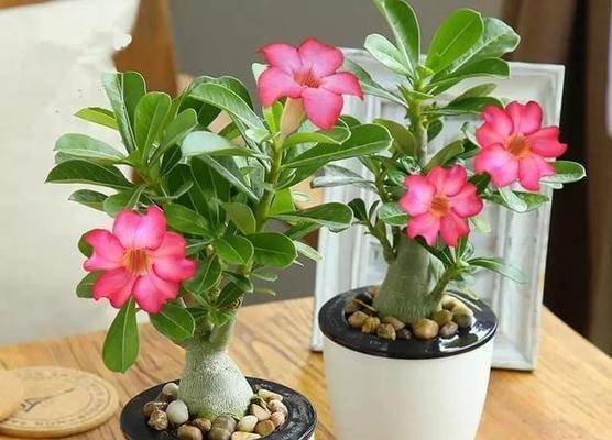 橙花仙人球的养护要点是什么？