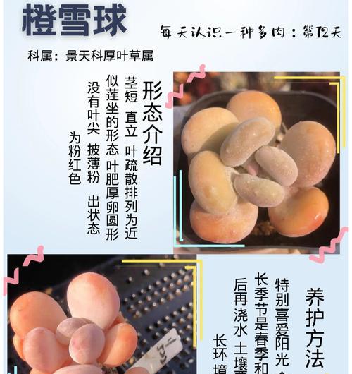 橙花仙人球的养护要点是什么？
