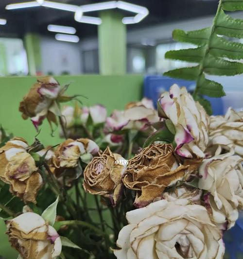 枯萎玫瑰花的复原方法是什么？