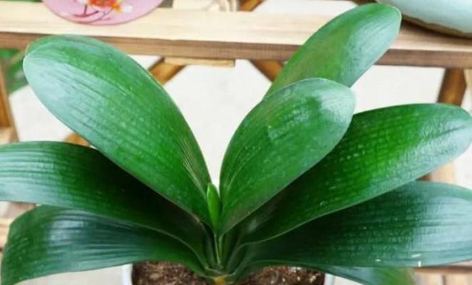 蛋黄水浇君子兰的效果和正确方法？