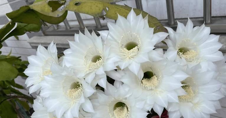 仙人球爆花需要什么条件？如何正确养护？