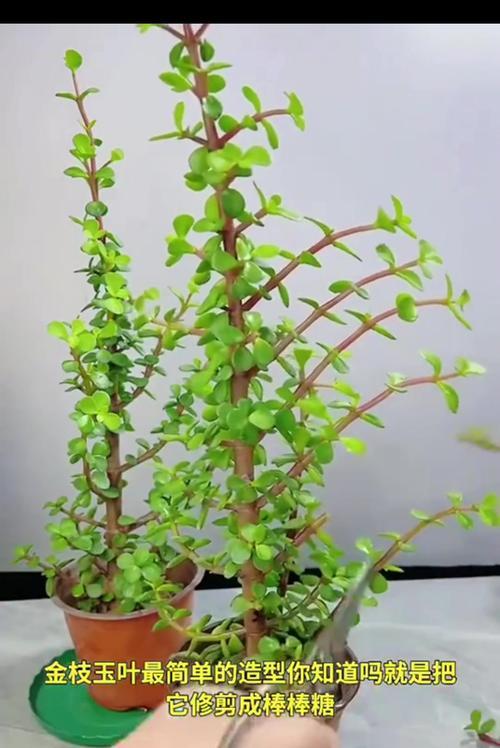 君子兰促开花的方法有效吗？如何正确进行养护？