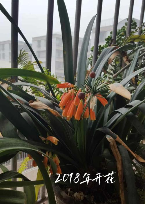 君子兰促开花的方法有效吗？如何正确进行养护？