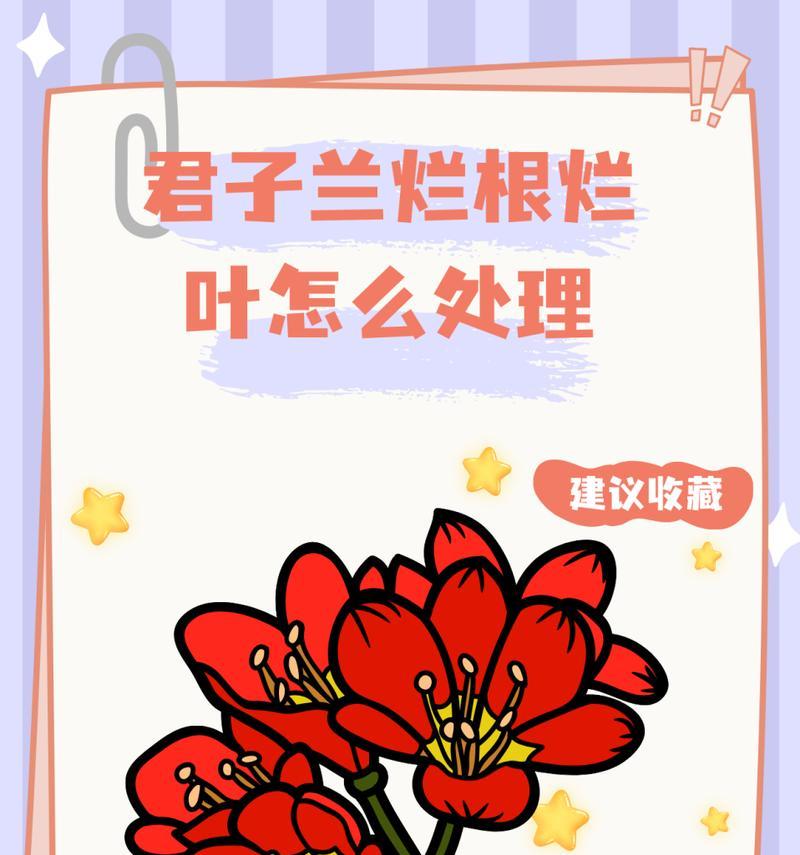 君子兰为何没根没叶子？如何解决生长问题？