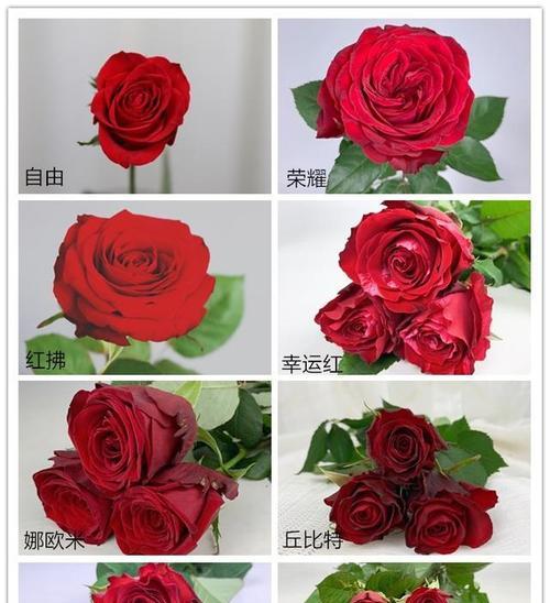 哪些玫瑰花品种养起来效果好？如何选择玫瑰花品种？