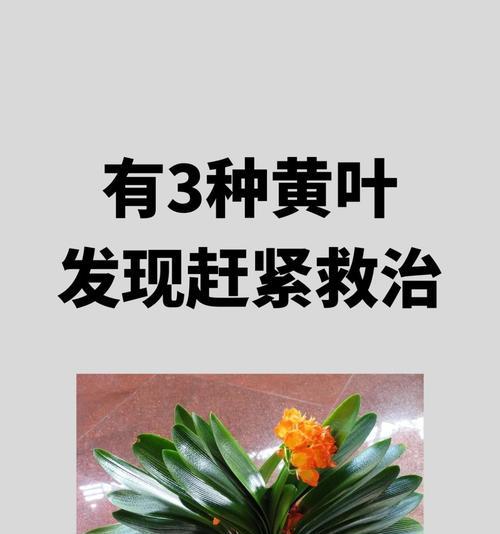 君子兰中间种子发黄的原因是什么？如何预防和处理？