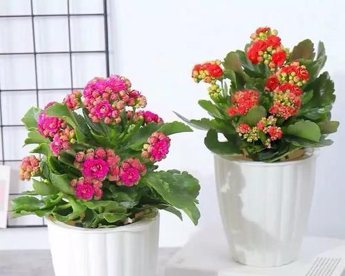 君子兰太极苗的养殖方法是什么？如何保证其健康生长？
