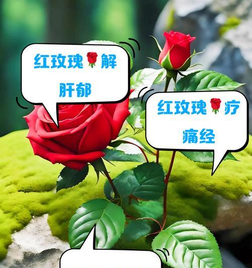 红玫瑰花的养护技巧有哪些？