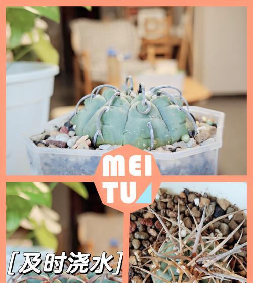 仙人球换土的正确步骤是什么？