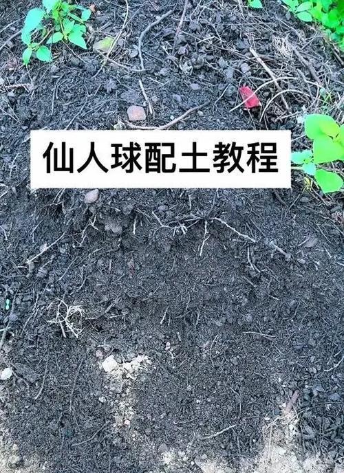 仙人球换土的正确步骤是什么？