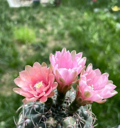 开花仙人球的养护方法是什么？
