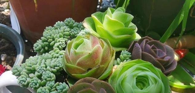 冬天玫瑰花为何枯萎得快？如何预防？