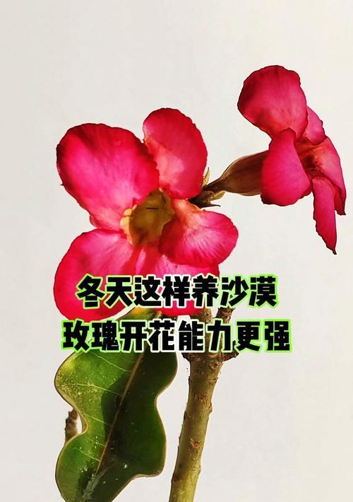 冬天玫瑰花为何枯萎得快？如何预防？