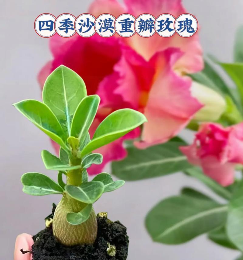 沙漠玫瑰花剪枝技巧是什么？如何剪出美观的形状？