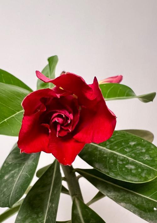 沙漠玫瑰花剪枝技巧是什么？如何剪出美观的形状？