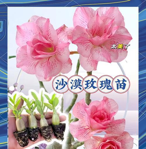 沙漠玫瑰花剪枝技巧是什么？如何剪出美观的形状？