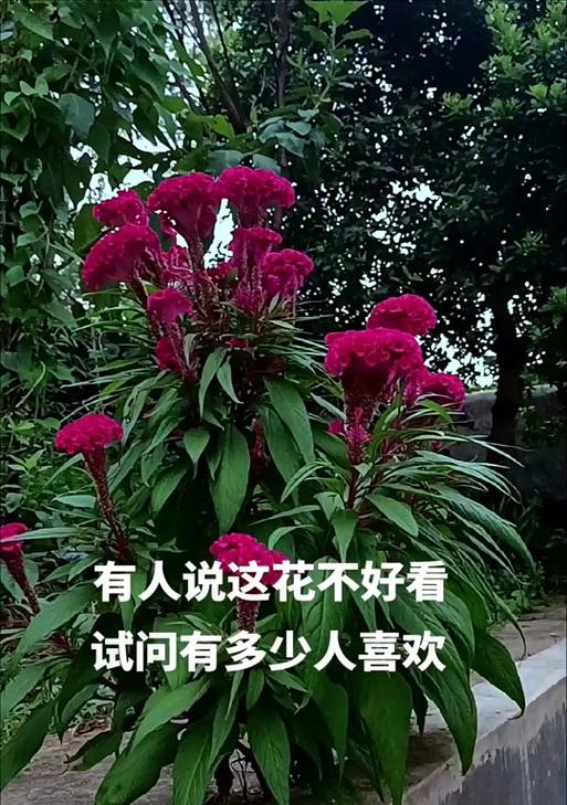 泥炭土为何适合君子兰？其特点是什么？