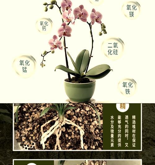 泥炭土为何适合君子兰？其特点是什么？