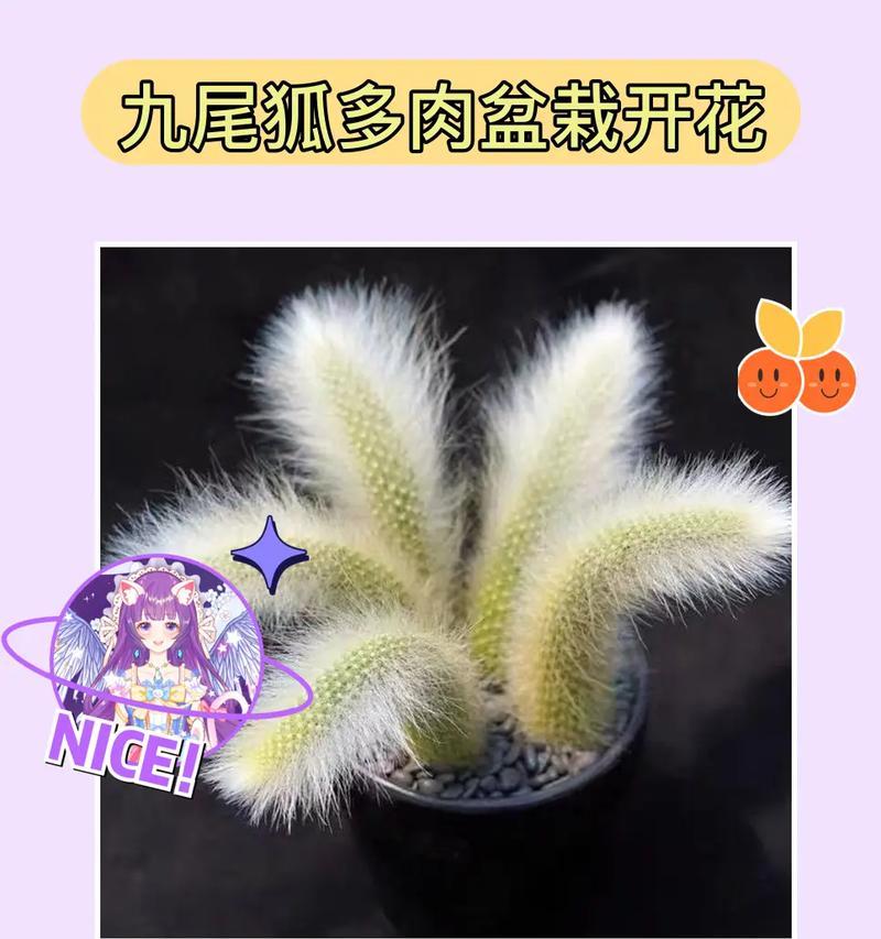 九尾狐长条仙人球的养护方法是什么？